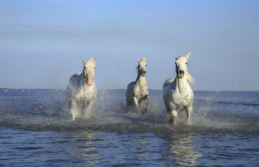 magnesium paard